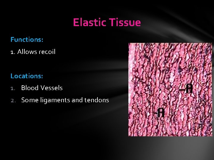 Elastic Tissue Functions: 1. Allows recoil Locations: 1. Blood Vessels 2. Some ligaments and Elastic Tissue Functions: 1. Allows recoil Locations: 1. Blood Vessels 2. Some ligaments and