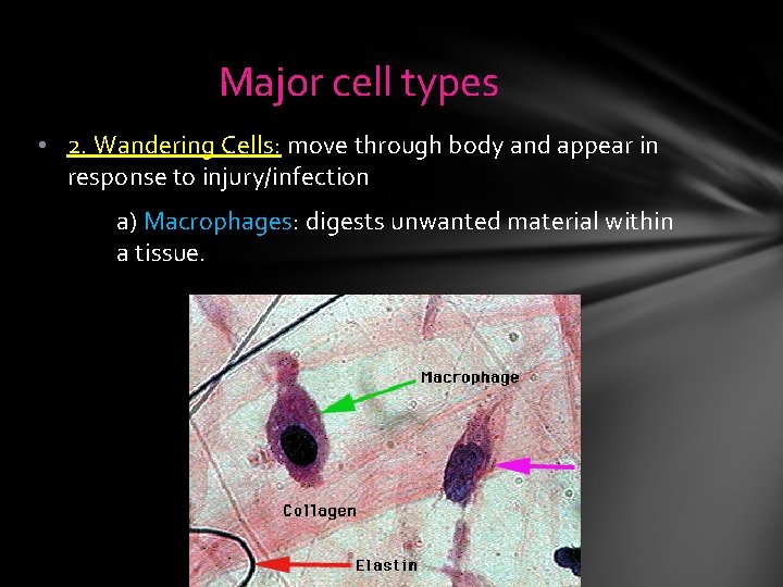 Major cell types • 2. Wandering Cells: move through body and appear in response Major cell types • 2. Wandering Cells: move through body and appear in response