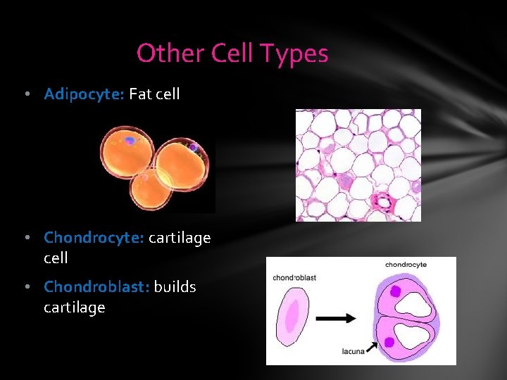 Other Cell Types • Adipocyte: Fat cell • Chondrocyte: cartilage cell • Chondroblast: builds Other Cell Types • Adipocyte: Fat cell • Chondrocyte: cartilage cell • Chondroblast: builds