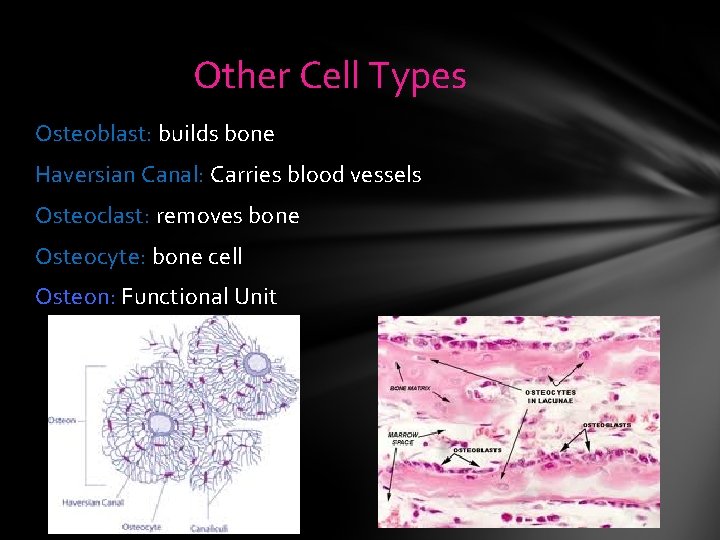 Other Cell Types Osteoblast: builds bone Haversian Canal: Carries blood vessels Osteoclast: removes bone Other Cell Types Osteoblast: builds bone Haversian Canal: Carries blood vessels Osteoclast: removes bone