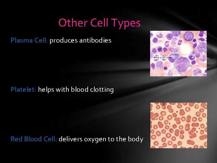 Other Cell Types Plasma Cell: produces antibodies Platelet: helps with blood clotting Red Blood Other Cell Types Plasma Cell: produces antibodies Platelet: helps with blood clotting Red Blood