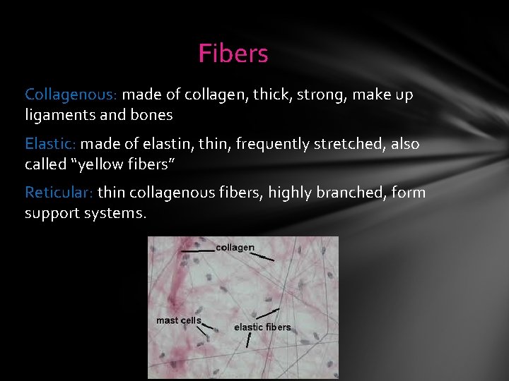 Fibers Collagenous: made of collagen, thick, strong, make up ligaments and bones Elastic: made Fibers Collagenous: made of collagen, thick, strong, make up ligaments and bones Elastic: made