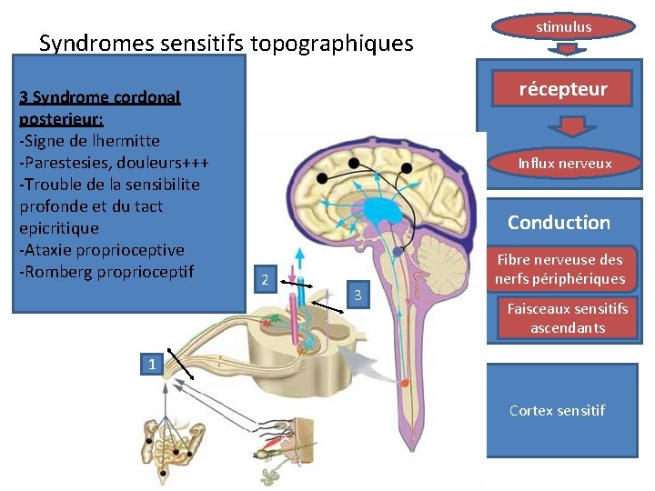 Syndromes sensitifs topographiques 3 Syndrome cordonal posterieur: -Signe de lhermitte -Parestesies, douleurs+++ -Trouble de