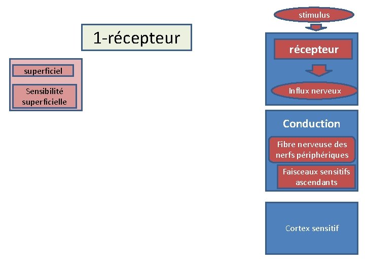 stimulus 1 -récepteur superficiel Sensibilité superficielle Influx nerveux Conduction Fibre nerveuse des nerfs périphériques