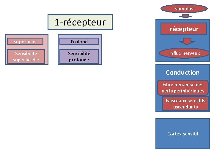 stimulus 1 -récepteur superficiel Profond Sensibilité superficielle Sensibilité profonde récepteur Influx nerveux Conduction Fibre