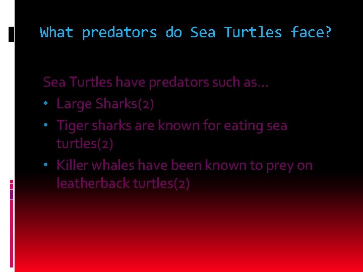 What predators do Sea Turtles face? Sea Turtles have predators such as… • Large