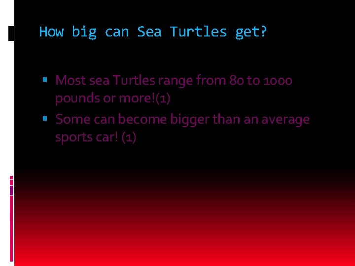 How big can Sea Turtles get? Most sea Turtles range from 80 to 1000