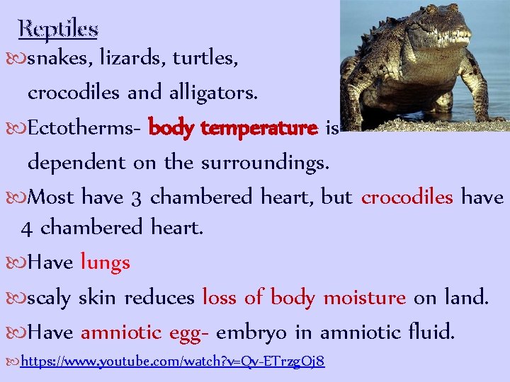 Reptiles snakes, lizards, turtles, crocodiles and alligators. Ectotherms- body temperature is dependent on the