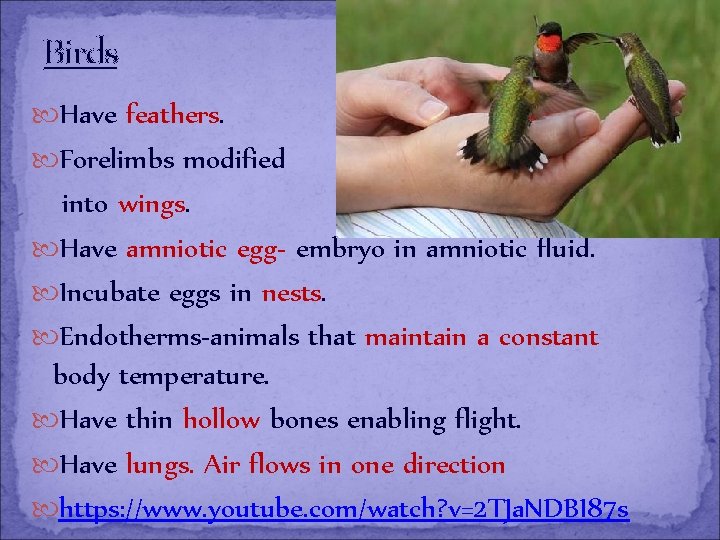 Birds Have feathers. Forelimbs modified into wings. Have amniotic egg- embryo in amniotic fluid.
