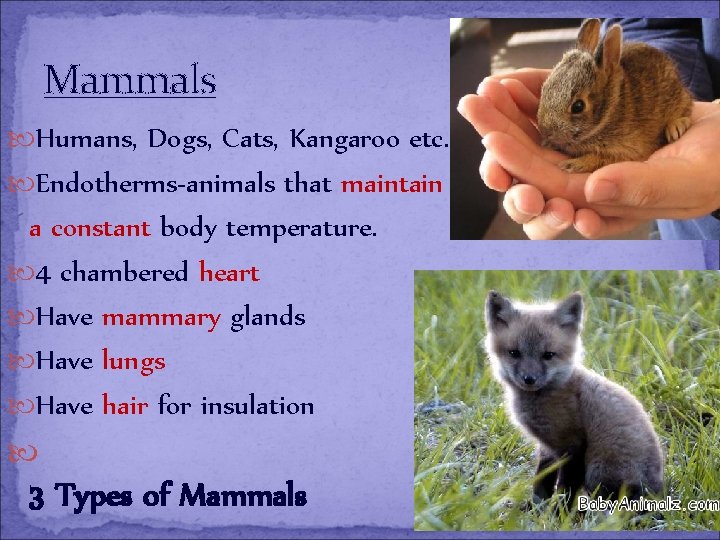 Mammals Humans, Dogs, Cats, Kangaroo etc. Endotherms-animals that maintain a constant body temperature. 4