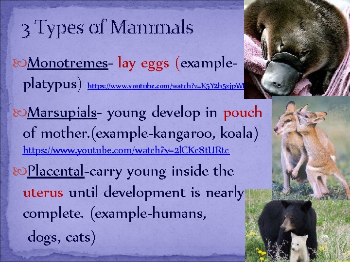 3 Types of Mammals Monotremes- lay eggs (example- platypus) https: //www. youtube. com/watch? v=K