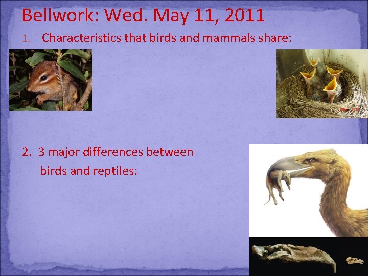Bellwork: Wed. May 11, 2011 1. Characteristics that birds and mammals share: 2. 3