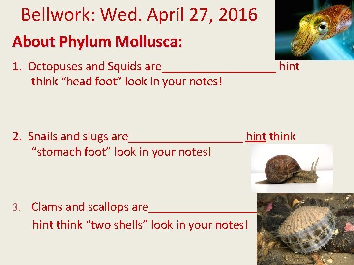 Bellwork: Wed. April 27, 2016 About Phylum Mollusca: 1. Octopuses and Squids are_________ hint