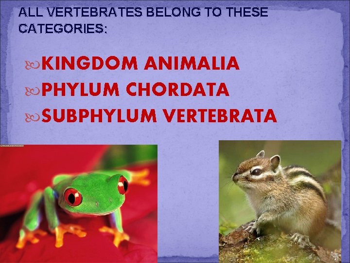 ALL VERTEBRATES BELONG TO THESE CATEGORIES: KINGDOM ANIMALIA PHYLUM CHORDATA SUBPHYLUM VERTEBRATA 