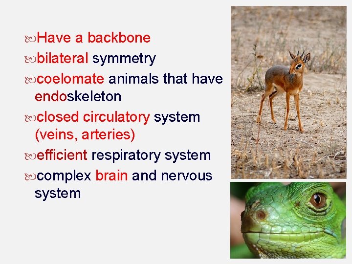  Have a backbone bilateral symmetry coelomate animals that have endoskeleton closed circulatory system