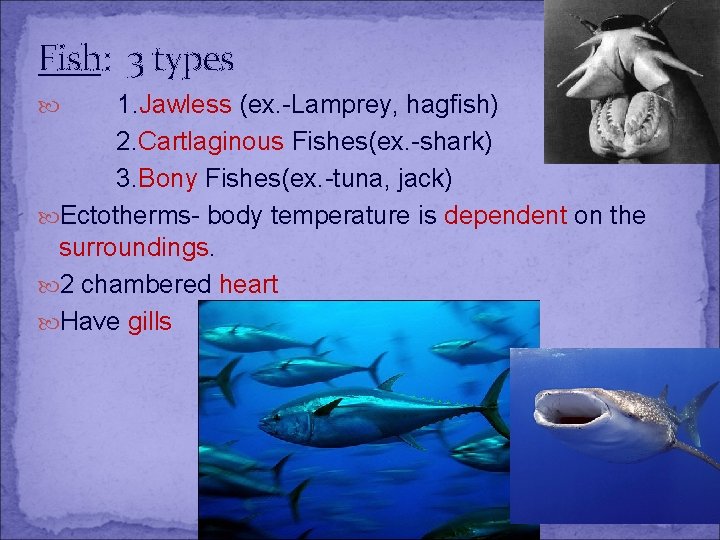 Fish: 3 types 1. Jawless (ex. -Lamprey, hagfish) 2. Cartlaginous Fishes(ex. -shark) 3. Bony
