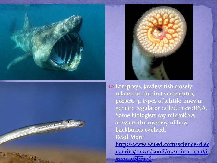  Lampreys, jawless fish closely related to the first vertebrates, possess 41 types of