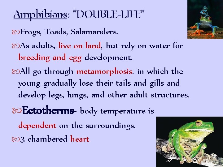 Amphibians: “DOUBLE-LIFE” Frogs, Toads, Salamanders. As adults, live on land, but rely on water