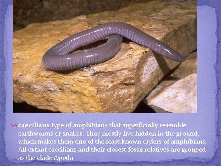  caecilians type of amphibians that superficially resemble earthworms or snakes. They mostly live