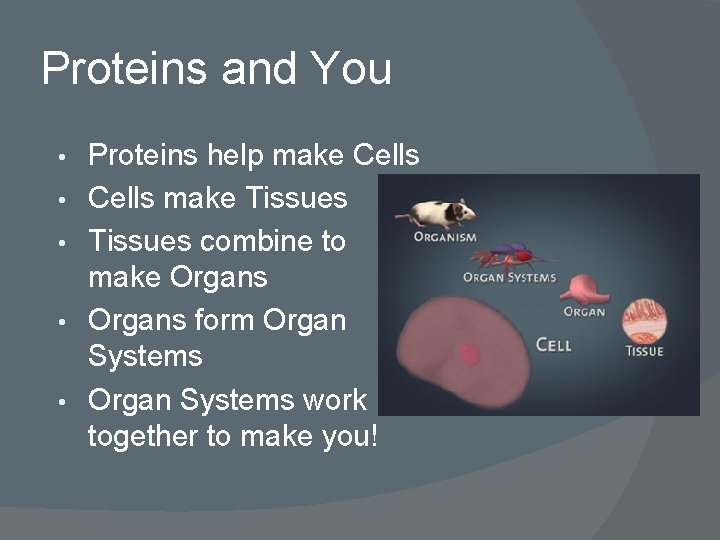 Proteins and You • • • Proteins help make Cells make Tissues combine to
