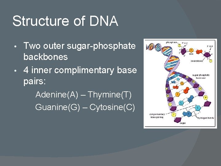 Structure of DNA Two outer sugar-phosphate backbones • 4 inner complimentary base pairs: •