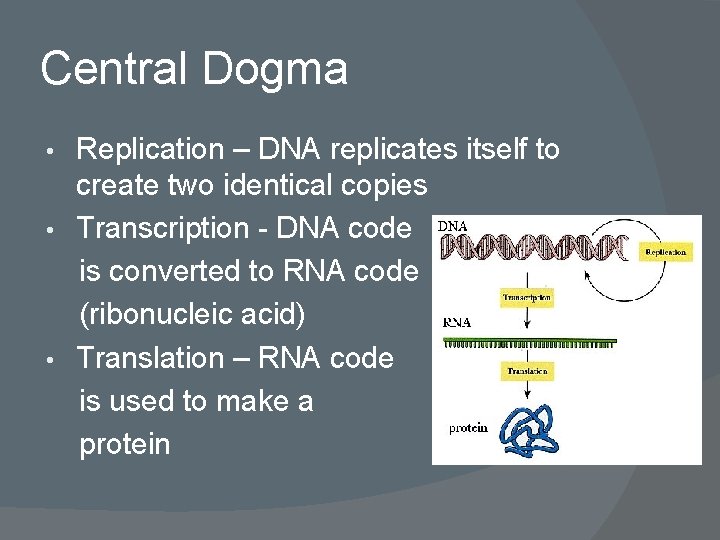 Central Dogma Replication – DNA replicates itself to create two identical copies • Transcription