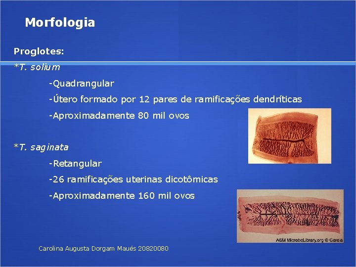 Morfologia Proglotes: *T. solium -Quadrangular -Útero formado por 12 pares de ramificações dendríticas -Aproximadamente