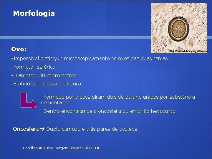 Morfologia Ovo: -Impossível distinguir microscopicamente os ovos das duas tênias -Formato: Esférico -Diâmetro: 30