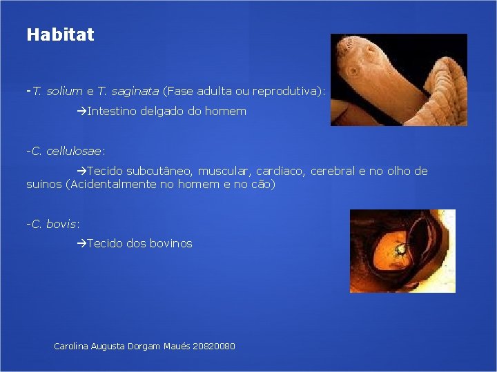 Habitat -T. solium e T. saginata (Fase adulta ou reprodutiva): Intestino delgado do homem