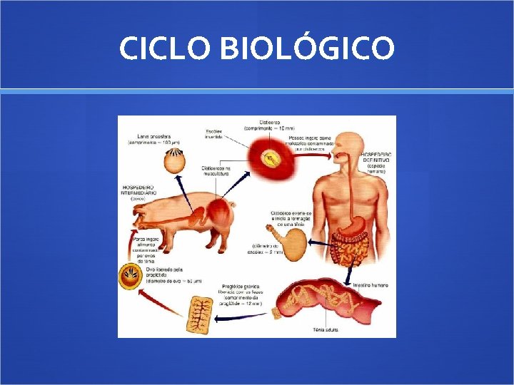 CICLO BIOLÓGICO 