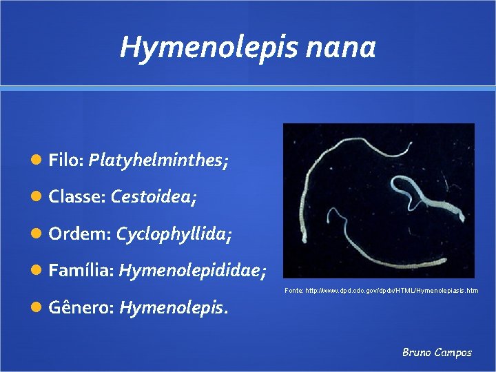 Hymenolepis nana Filo: Platyhelminthes; Classe: Cestoidea; Ordem: Cyclophyllida; Família: Hymenolepididae; Fonte: http: //www. dpd.