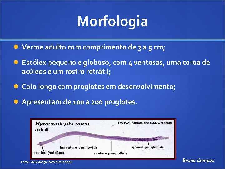 Morfologia Verme adulto comprimento de 3 a 5 cm; Escólex pequeno e globoso, com