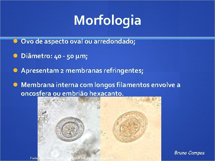 Morfologia Ovo de aspecto oval ou arredondado; Diâmetro: 40 - 50 μm; Apresentam 2