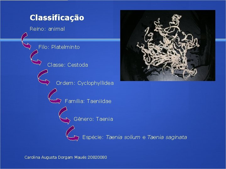 Classificação Reino: animal Filo: Platelminto Classe: Cestoda Ordem: Cyclophyllidea Família: Taeniidae Gênero: Taenia Espécie: