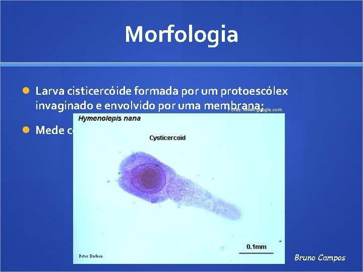 Morfologia Larva cisticercóide formada por um protoescólex invaginado e envolvido por uma membrana; Fonte: