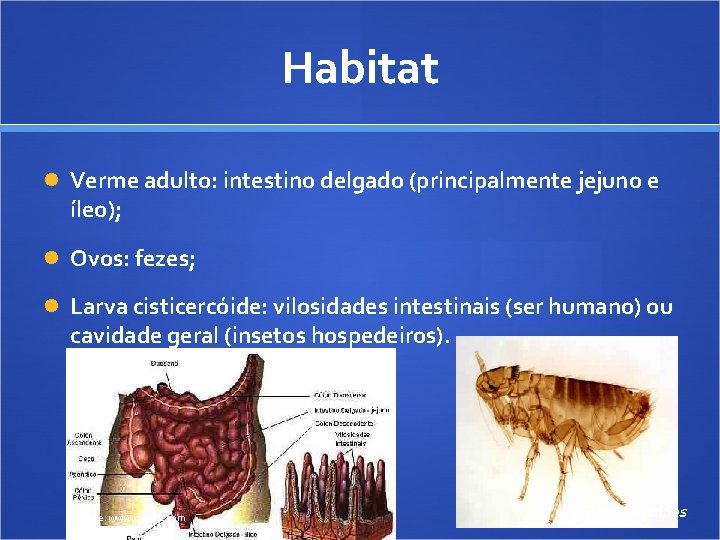 Habitat Verme adulto: intestino delgado (principalmente jejuno e íleo); Ovos: fezes; Larva cisticercóide: vilosidades