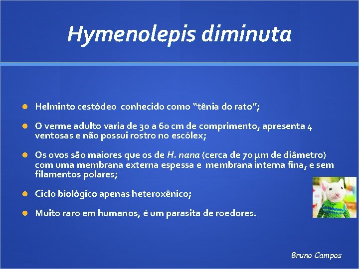 Hymenolepis diminuta Helminto cestódeo conhecido como “tênia do rato”; O verme adulto varia de