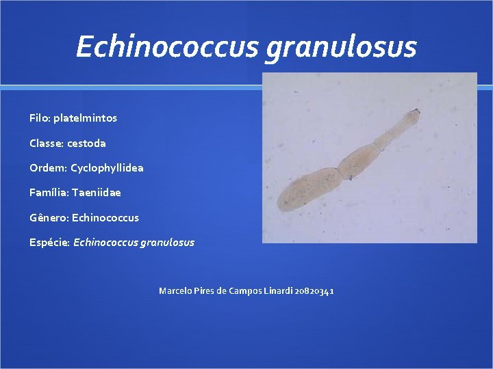 Echinococcus granulosus Filo: platelmintos Classe: cestoda Ordem: Cyclophyllidea Família: Taeniidae Gênero: Echinococcus Espécie: Echinococcus