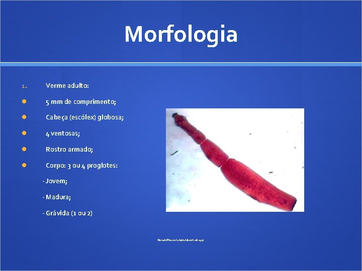 Morfologia 1. Verme adulto: 5 mm de comprimento; Cabeça (escólex) globosa; 4 ventosas; Rostro