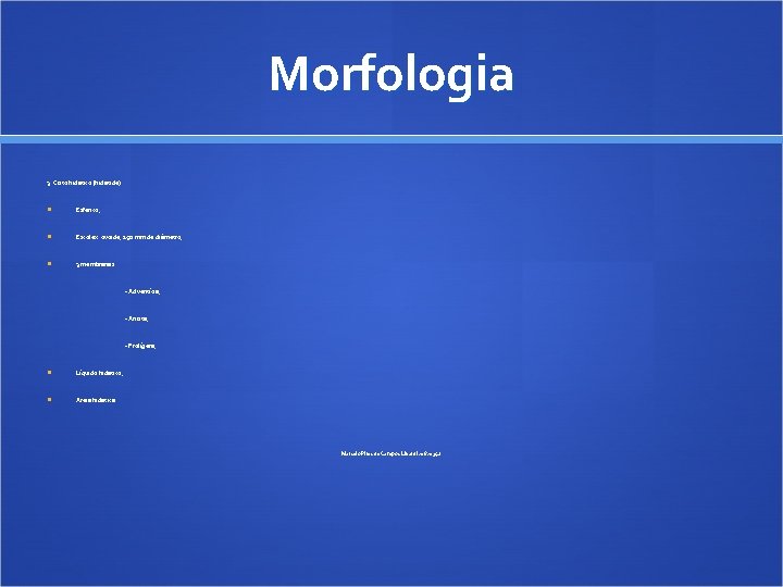 Morfologia 3. Cisto hidático (hidátide): Esférico; Escólex: ovóide, 150 mm de diâmetro; 3 membranas: