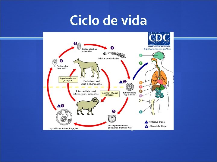 Ciclo de vida Marcelo Pires de Campos Linardi 20820341 