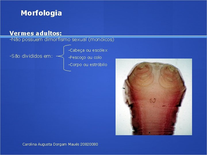 Morfologia Vermes adultos: -Não possuem dimorfismo sexual (monóicos) -Cabeça ou escólex -São divididos em: