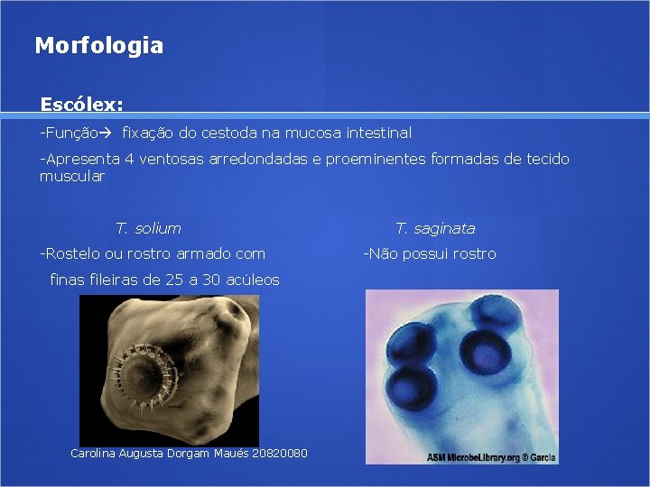 Morfologia Escólex: -Função fixação do cestoda na mucosa intestinal -Apresenta 4 ventosas arredondadas e