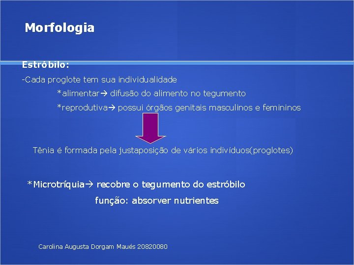 Morfologia Estróbilo: -Cada proglote tem sua individualidade *alimentar difusão do alimento no tegumento *reprodutiva