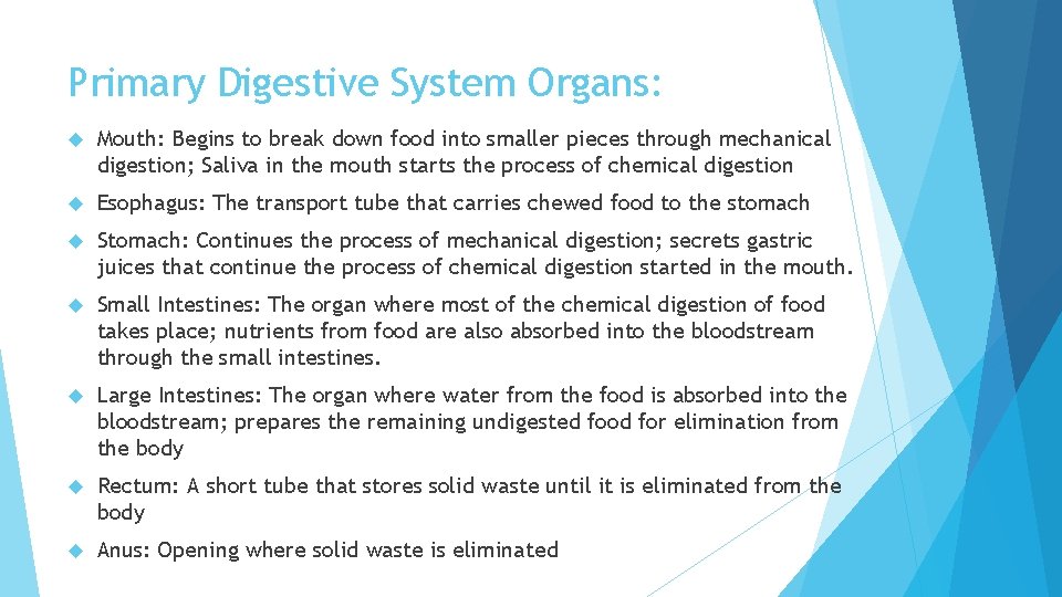 Digestive System Main Function Breaks down food into