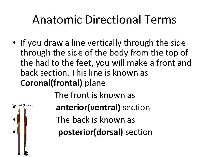 Anatomic Directional Terms • If you draw a line vertically through the side of
