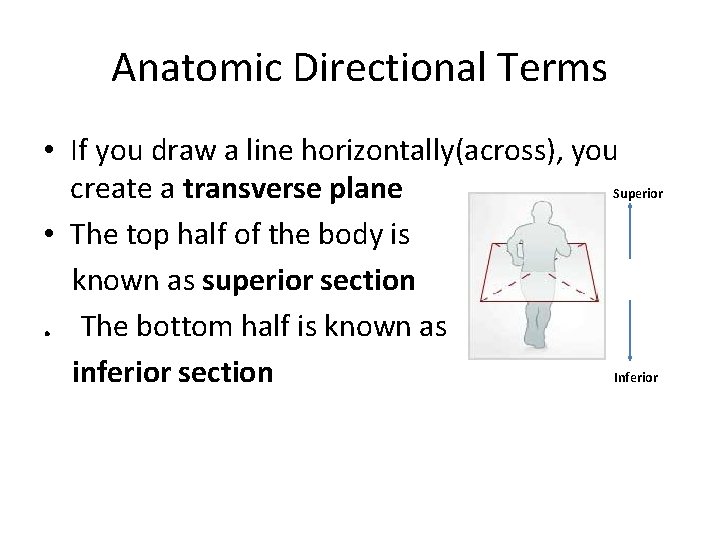 Anatomic Directional Terms • If you draw a line horizontally(across), you create a transverse