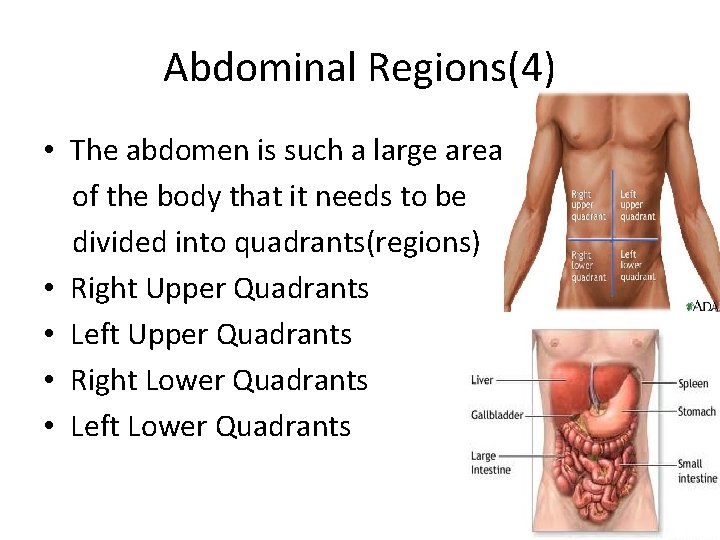 Abdominal Regions(4) • The abdomen is such a large area of the body that