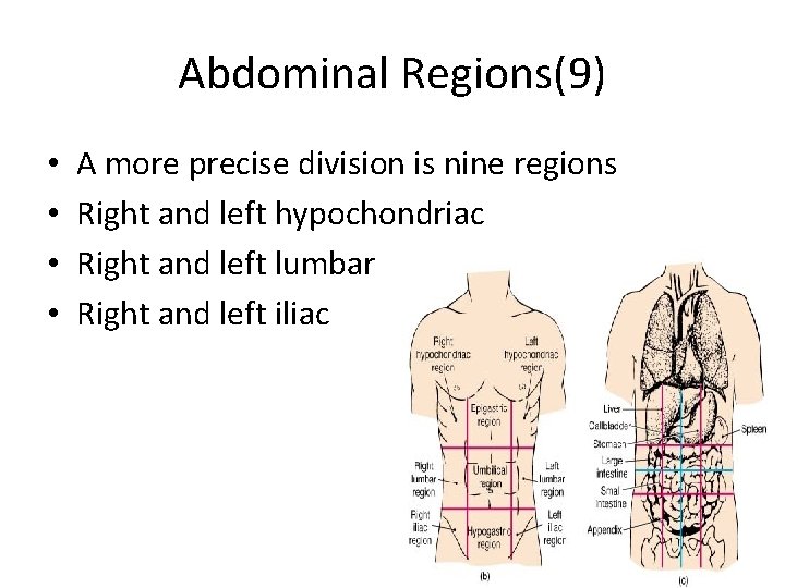 Abdominal Regions(9) • • A more precise division is nine regions Right and left