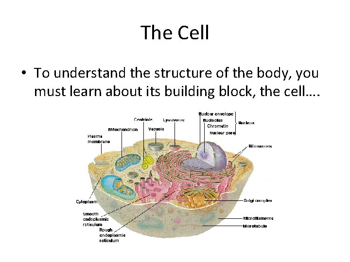 The Cell • To understand the structure of the body, you must learn about